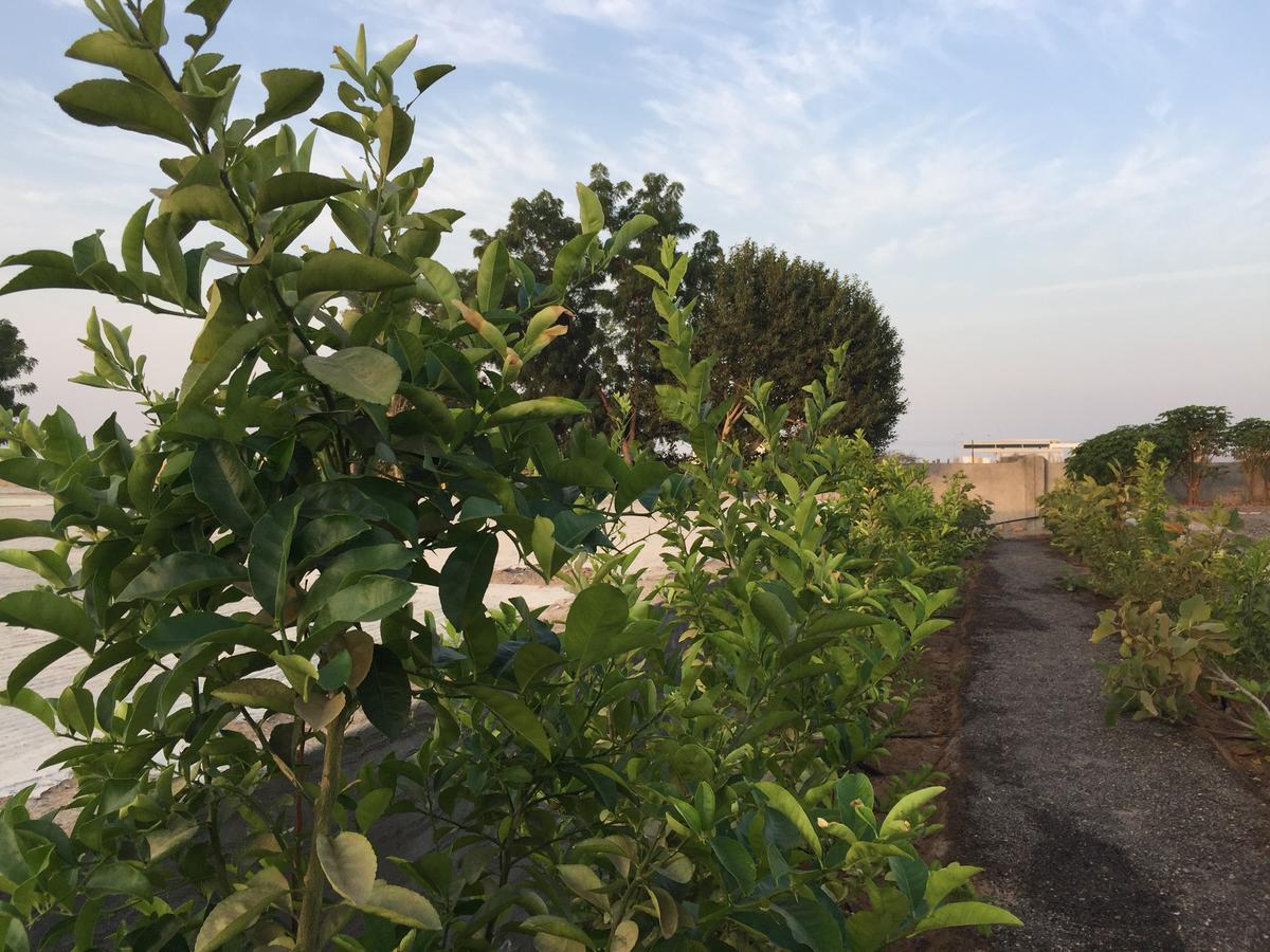 Oriental Nights Rest House Al Wasil Екстер'єр фото